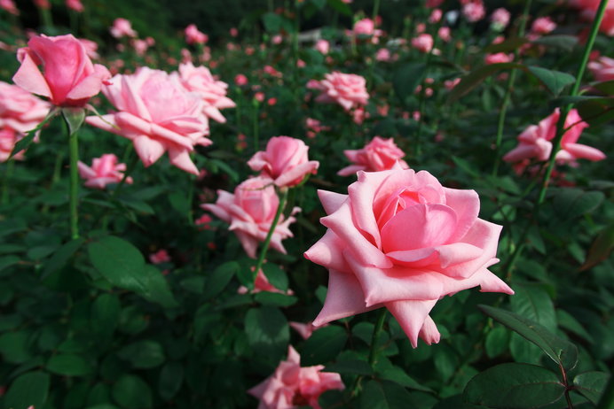 バラの香りでうっとり しませんか 東日本編 レジャー特集 18 Tenki Jpサプリ 18年05月13日 日本気象協会 Tenki Jp
