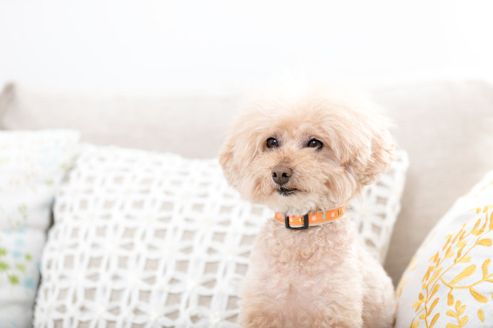 室内犬の冷房 気温が高くなるこれから どうしたらいい 季節 暮らしの話題 18年05月21日 日本気象協会 Tenki Jp