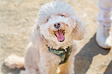 暑さが苦手な犬の日焼け対策と、夏の散歩時のポイント