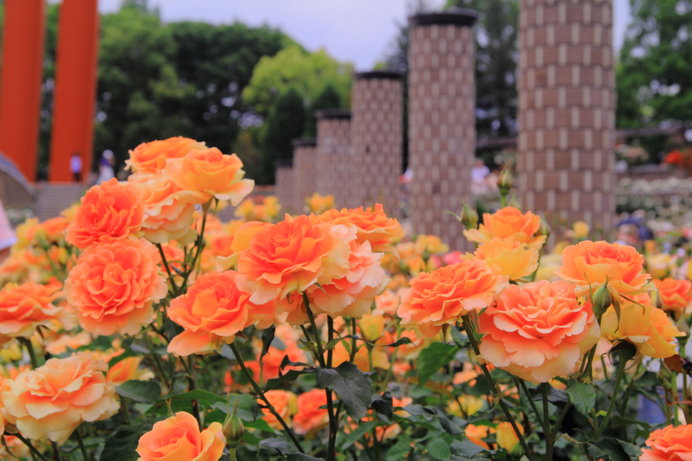 バラの香りでうっとり しませんか 西日本編 レジャー特集 18 Tenki Jpサプリ 18年05月14日 日本気象協会 Tenki Jp