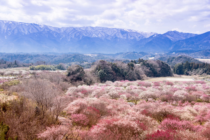 春には一面ピンク色に染まる、いなべ市農業公園