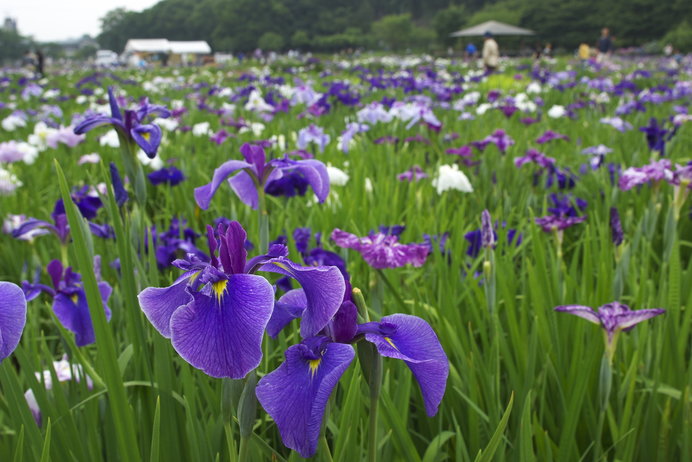 10万本の花菖蒲は圧巻！