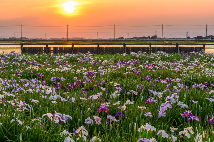 夕暮れ時もまた風情ある「菖蒲城址あやめ園」