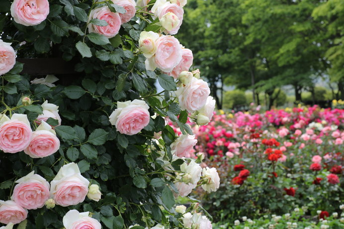 ただいま見頃の薔薇 バラ 薔薇のある生活を楽しもう Tenki Jpサプリ 18年05月24日 日本気象協会 Tenki Jp