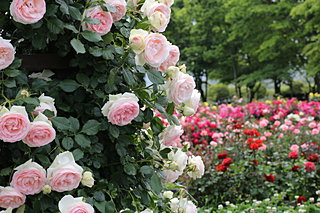 ただいま見頃の薔薇（バラ）、薔薇のある生活を楽しもう！