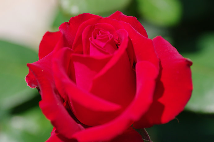 ただいま見頃の薔薇 バラ 薔薇のある生活を楽しもう Tenki Jpサプリ 18年05月24日 日本気象協会 Tenki Jp