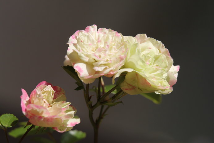 ただいま見頃の薔薇 バラ 薔薇のある生活を楽しもう Tenki Jpサプリ 18年05月24日 日本気象協会 Tenki Jp