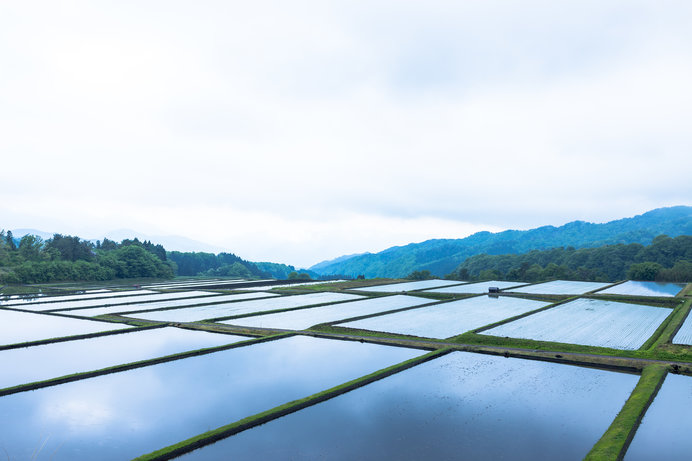 麦が稔りを迎える頃、水田では秋の稔りに向ってさあ、田植えです