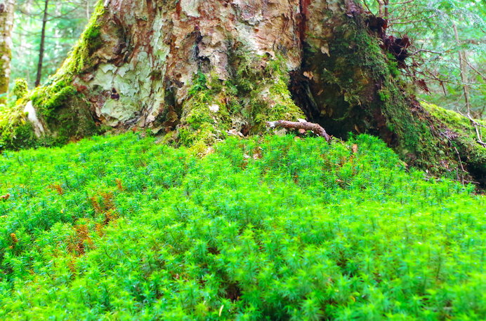これぞ日本の自然美──「苔」が今見ごろですよ～西日本編～〈レジャー特集｜2018〉