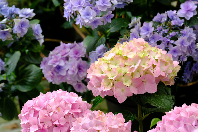 紫陽花は雨の季節をはなやかにしてくれる助っ人です