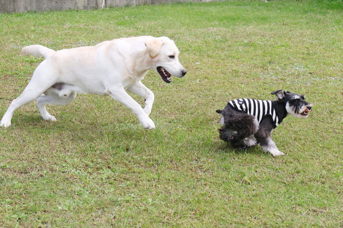 「待て〜待て〜」。おいかけっこは犬が大好きな遊びです！