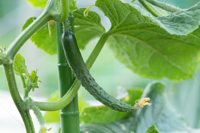 世界一栄養がない野菜!?　キュウリの本当の効能は？