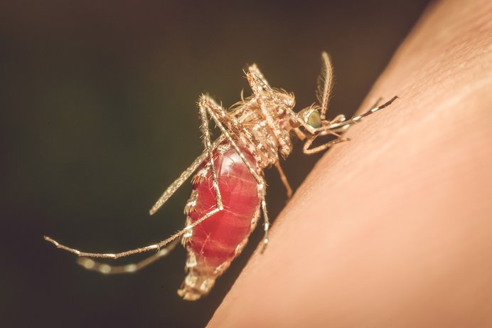 蚊の習性から見た、刺されにくくするための防御対策とは？