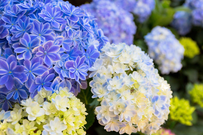 季節の花 紫陽花 アジサイ 事情 こんな種類をご存知でしたか Tenki Jp アジサイ は6月 7月花が少ない季節にかけて ｄメニューニュース Nttドコモ