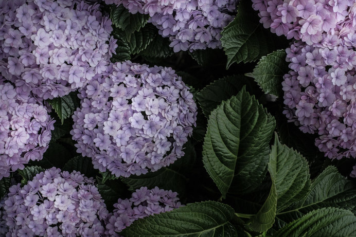 ④花(ガク)にハイライトを入れた写真