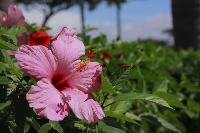季節の花、ハイビスカス！こんな魅力ご存知でしたか？