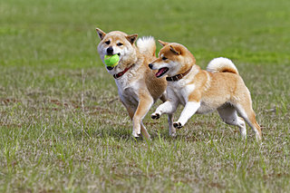 愛犬受け入れOKのレジャー施設へGO！〈レジャー特集│中国・四国編〉