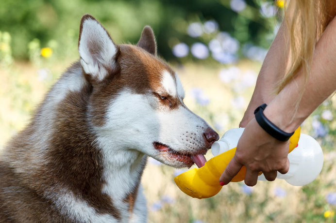 愛犬が熱中症かも そんなとき 飼い主さんはどうすればよい Tenki Jpサプリ 18年07月13日 日本気象協会 Tenki Jp