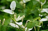諸草に伸びたつ花穂の半夏生―俳句歳時記を楽しむ