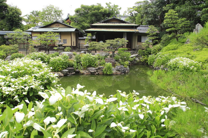 両足院の半夏生草