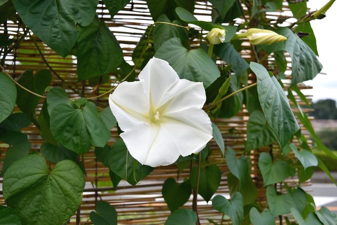 最高の壁紙hd おしゃれな 夜顔 花言葉