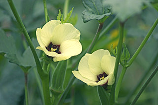 季節野菜の花を楽しんでみませんか？ハイビスカスのようなこの野菜の花は？