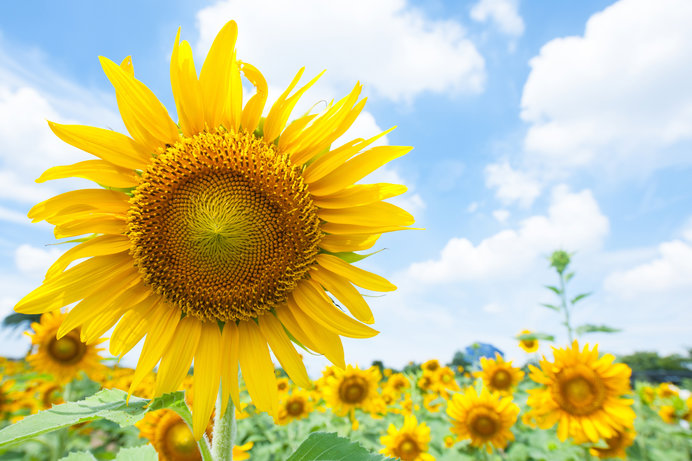 夏の代名詞「ヒマワリ」。有名画家たちが描いたその魅力は？(季節 ...