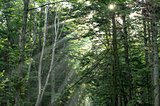 七十二候「寒蝉鳴（ひぐらしなく）」。カナカナカナと聞こえるのはなぜでしょう？