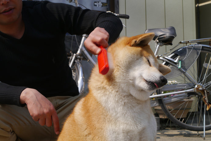 そろそろ愛犬の換毛期 被毛ケア さてどうする Tenki Jpサプリ 18年09月02日 日本気象協会 Tenki Jp