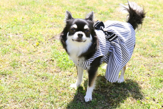 そろそろ愛犬の換毛期 被毛ケア さてどうする Tenki Jpサプリ 18年09月02日 日本気象協会 Tenki Jp