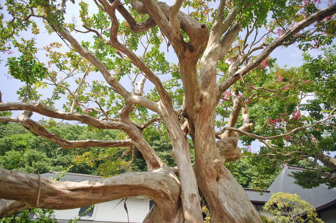夏のシンボルツリー サルスベリ とはどんな花木 Tenki Jpサプリ 18年08月14日 日本気象協会 Tenki Jp