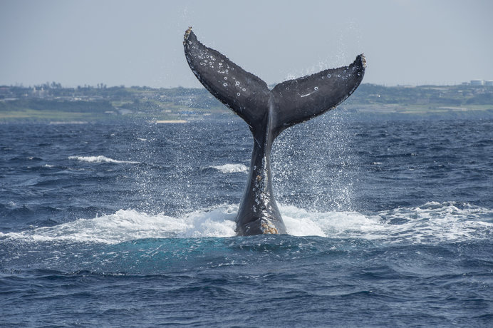 海に親しむこの季節に考えるクジラ・そしてマリンデブリのこと