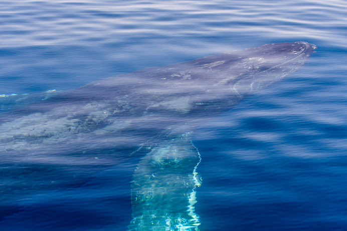 海に親しむこの季節に考えるクジラ・そしてマリンデブリのこと(季節 ...