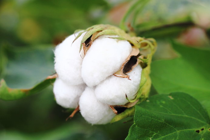 二十四節気 処暑 秋の気配が漂う頃裂開する白い 綿花 が語りかけるものは 季節 暮らしの話題 18年08月23日 日本気象協会 Tenki Jp