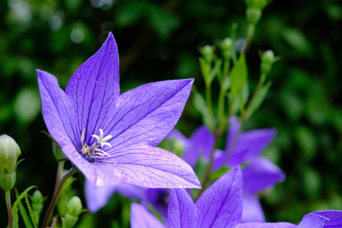 夏も店じまいのこの時期に楽しみとなる秋の花 秋の七草 には隠された意味があった 季節 暮らしの話題 18年08月29日 日本気象協会 Tenki Jp