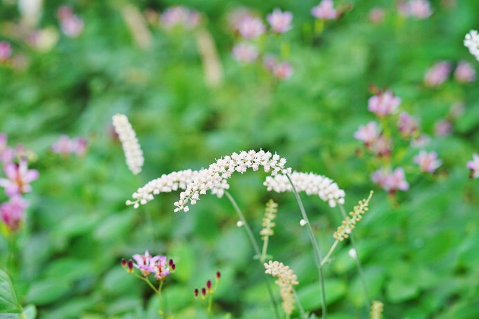 夏も店じまいのこの時期に楽しみとなる秋の花。「秋の七草」には