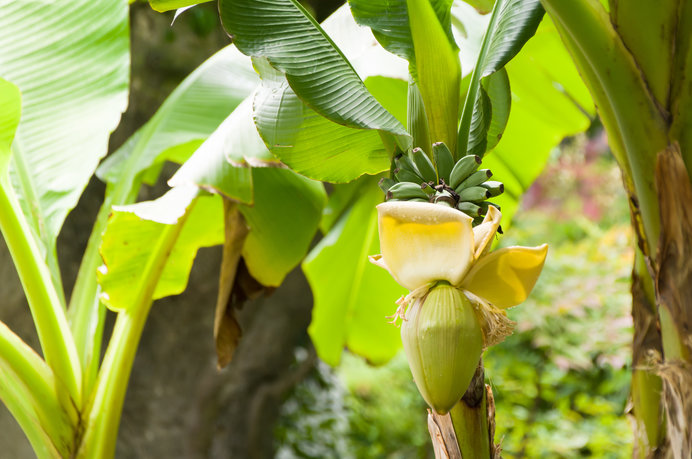 バナナそっくりの木 芭蕉 実は食べられないってご存知 Tenki Jpサプリ 18年09月03日 日本気象協会 Tenki Jp