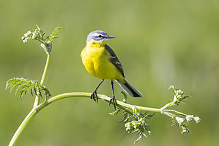 白露次候「鶺鴒鳴」秋が深まるなかに鳴くセキレイはどんな鳥？