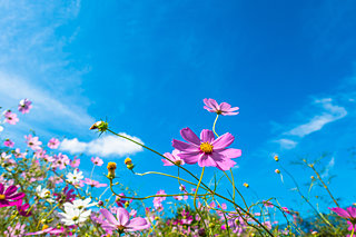 コスモスの季節。雨風にもまれても必ず立ち直る強い生命力を表す花言葉は何色のコスモス？