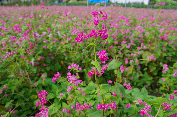 珍しい赤そばの花（普通は白）見頃は9月中旬