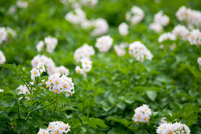 じゃがいもの花。かわいらしいですね