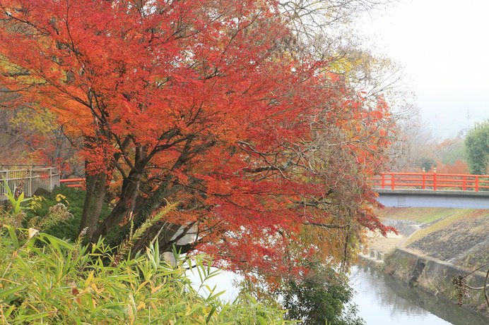 古来からの紅葉の名所として知られる奈良県の龍田川（たったがわ）の紅葉