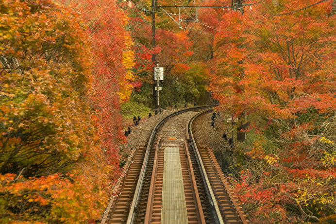 車窓から目に飛び込むのは、紅葉の鮮やかな色彩！