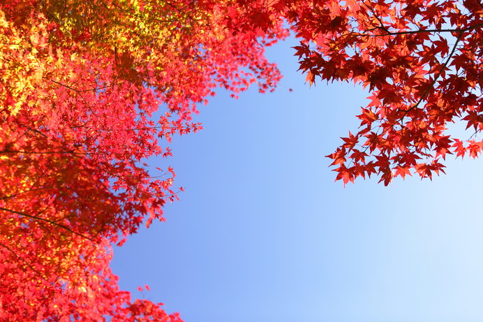 天切り拓く…鮮やかな紅葉