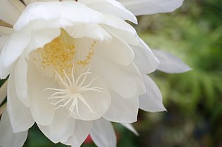 秋の夜長を楽しむ！「夜に咲き香る花」に何を思い浮かべますか？