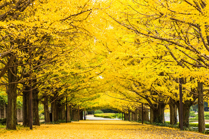 昭和記念公園（東京都 立川市・昭島市）の黄葉