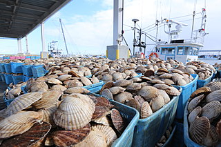 北海道 ホタテの養殖。「獲る漁業」から「育てる漁業」へ