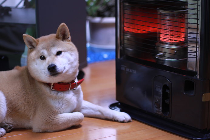 人間だけじゃない 犬も風邪をひくって本当 季節 暮らしの話題 18年11月25日 日本気象協会 Tenki Jp