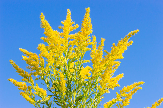 七十二候 菊花開 きくのはなひらく キクの季節 寡黙な嫌われ植物 セイタカアワダチソウを見直そう Tenki Jpサプリ 18年10月13日 日本気象協会 Tenki Jp