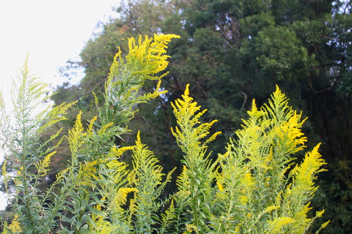 七十二候 菊花開 きくのはなひらく キクの季節 寡黙な嫌われ植物 セイタカアワダチソウを見直そう 季節 暮らしの話題 18年10月13日 日本気象協会 Tenki Jp